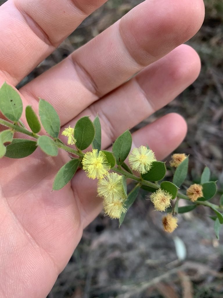 Acacia cremiflora, photographed by Guy Taseski