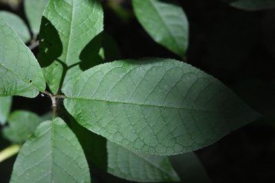 Prunus padus, photographed by Марина Садыкова