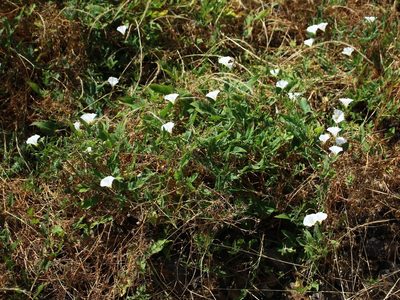 Convolvulus arvensis, photographed by Юрий Данилевский (Yuriy Danilevsky)