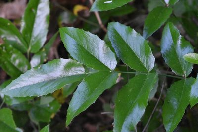 Berberis aquifolium