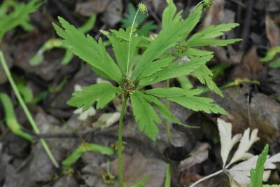 Anemonoides ranunculoides