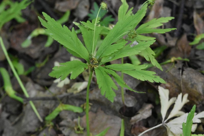 Anemonoides ranunculoides, photographed by Марина Садыкова