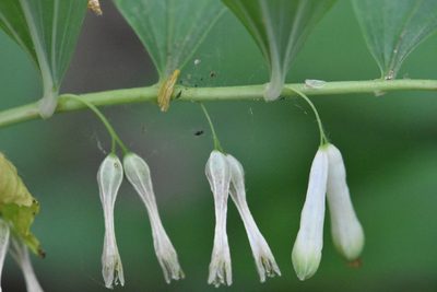 Polygonatum multiflorum, photographed by Марина Садыкова