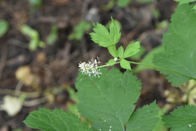 Actaea spicata, photographed by Марина Садыкова