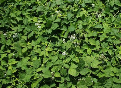 Rubus caesius, photographed by Юрий Данилевский (Yuriy Danilevsky)