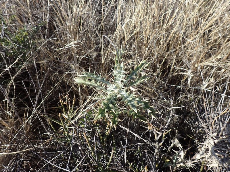 Berkheya pinnatifida, photographed by Mahomed Desai