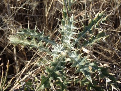 Berkheya pinnatifida, photographed by Mahomed Desai