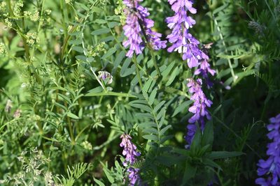 Vicia cracca, photographed by Марина Садыкова