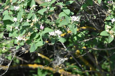 Lonicera tatarica, photographed by Марина Садыкова