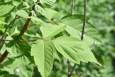 Acer negundo