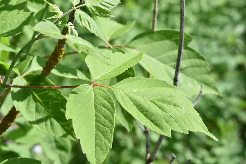 Acer negundo, photographed by Марина Садыкова