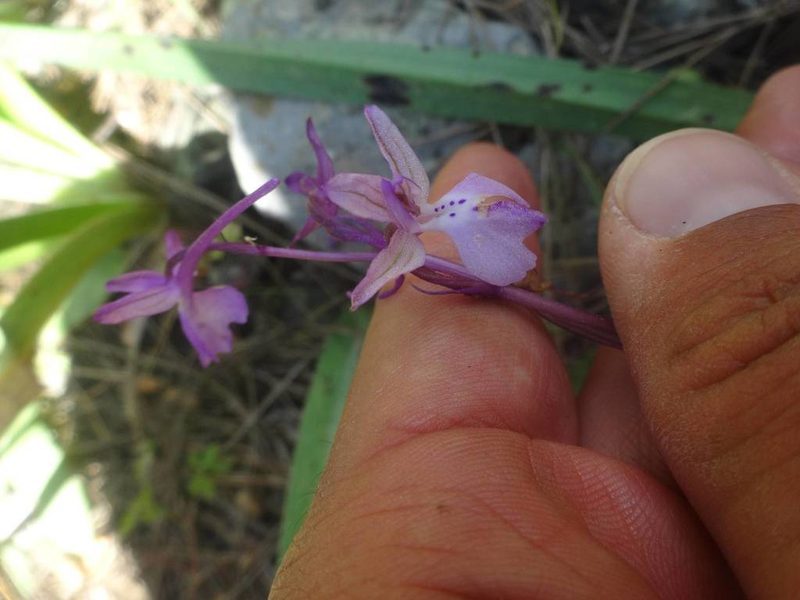 Orchis anatolica, photographed by Ben Costamagna