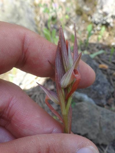Serapias bergonii, photographed by Ben Costamagna