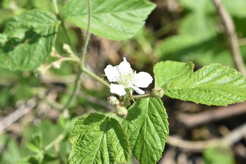 Rubus caesius, photographed by Марина Садыкова