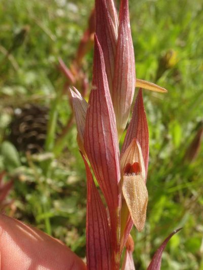 Serapias politisii, photographed by Ben Costamagna