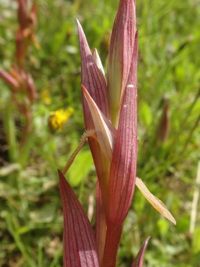 Serapias politisii, photographed by Ben Costamagna