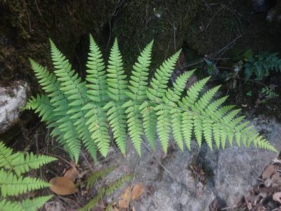 Dryopteris pallida, photographed by Ben Costamagna