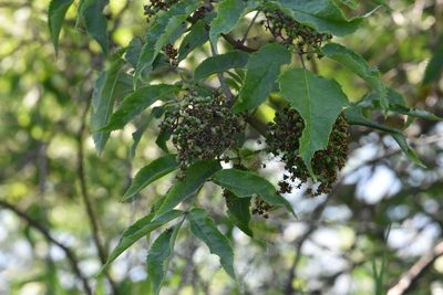 Sambucus racemosa