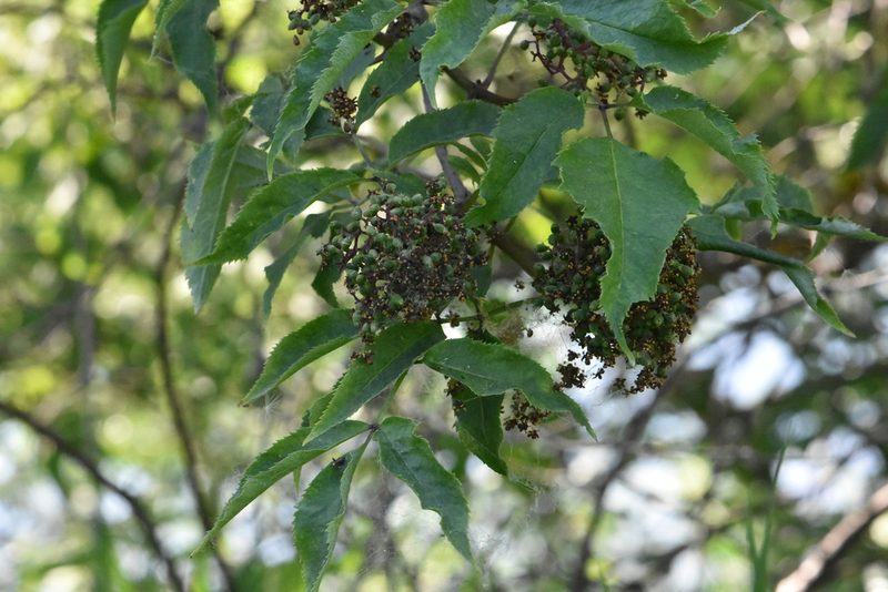 Sambucus racemosa, photographed by Марина Садыкова