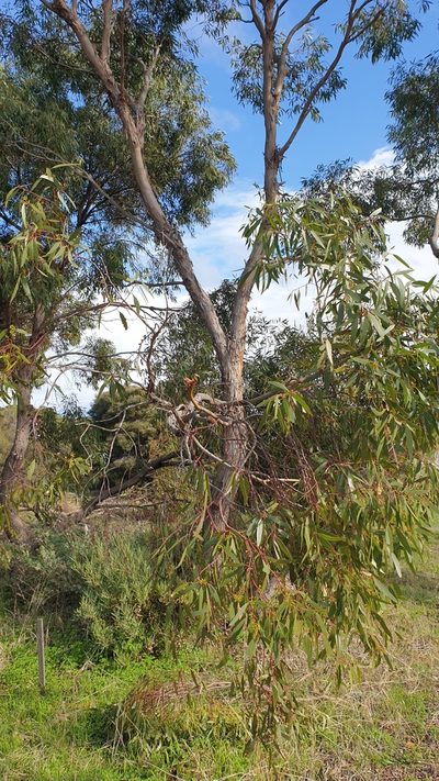Eucalyptus porosa, photographed by Rosalie Lawrence