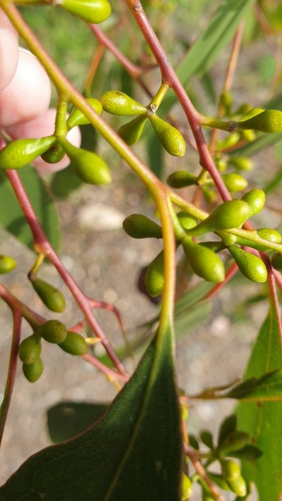 Eucalyptus porosa, photographed by Rosalie Lawrence