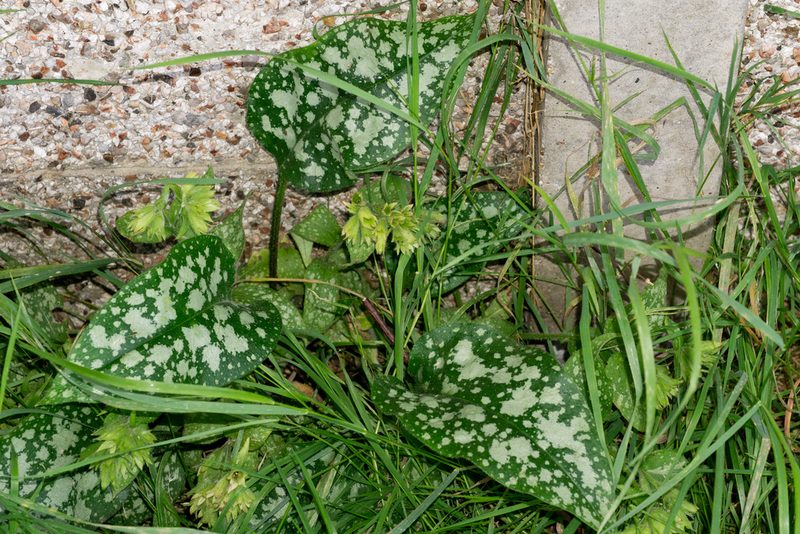 Pulmonaria officinalis, photographed by Andrew Skotnicki