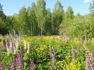 Lupinus polyphyllus, photographed by Pavel Borodin