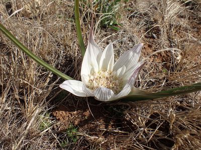 Colchicum melanthioides, photographed by Mahomed Desai