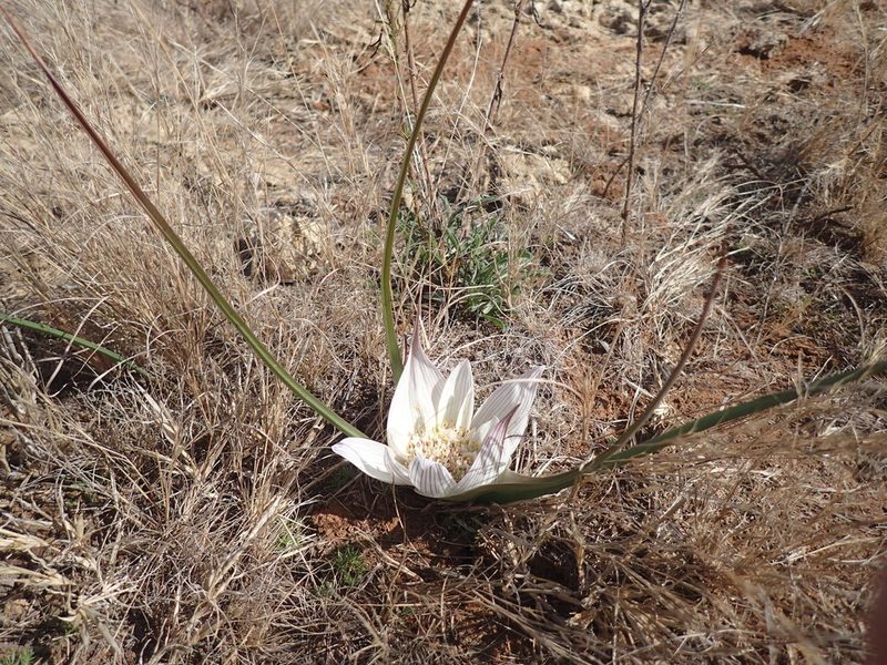 Colchicum melanthioides, photographed by Mahomed Desai