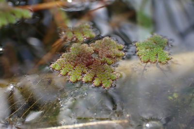 Azolla pinnata