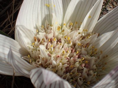Colchicum melanthioides, photographed by Mahomed Desai