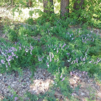 Vicia tenuifolia, photographed by Pavel Borodin
