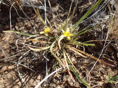 Geigeria burkei, photographed by Mahomed Desai