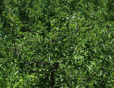 Prunus spinosa, photographed by Юрий Данилевский (Yuriy Danilevsky)