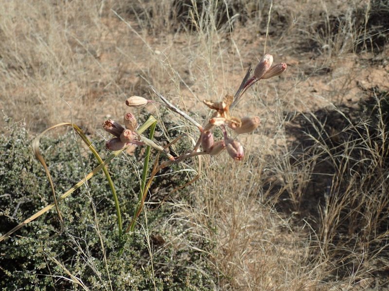 Moraea polystachya, photographed by Mahomed Desai