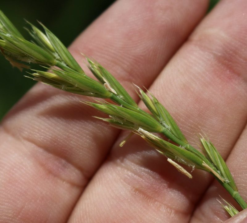 Elymus repens, photographed by Юрий Данилевский (Yuriy Danilevsky)