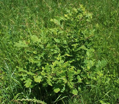 Quercus robur, photographed by Юрий Данилевский (Yuriy Danilevsky)
