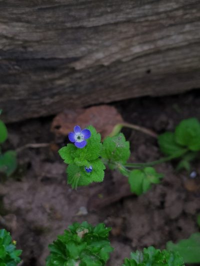 Veronica opaca, photographed by Анастасия Шавкина