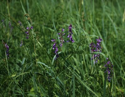 Vicia tenuifolia, photographed by Юрий Данилевский (Yuriy Danilevsky)