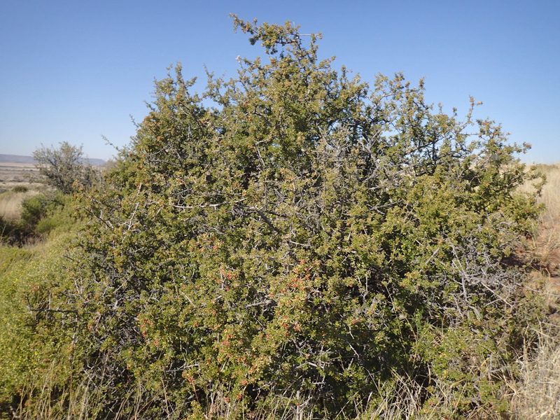 Searsia burchellii, photographed by Mahomed Desai