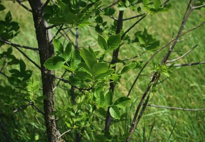 Fraxinus pennsylvanica, photographed by Юрий Данилевский (Yuriy Danilevsky)