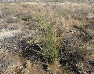 Afroscirpoides dioeca