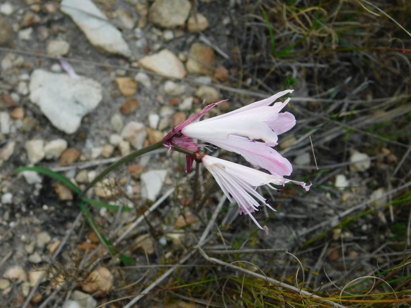 Nerine pudica, photographed by Klaus Wehrlin