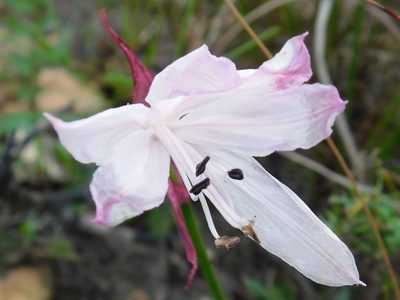 Nerine pudica, photographed by Klaus Wehrlin