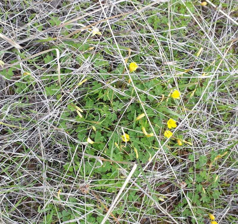 Oxalis perennans, photographed by Rosalie Lawrence