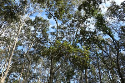 Alphitonia excelsa