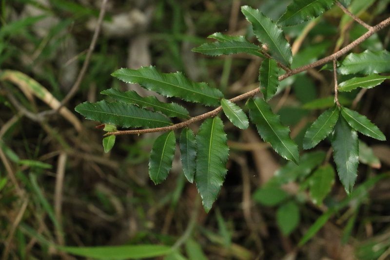 Ochna serrulata, photographed by Greg Tasney