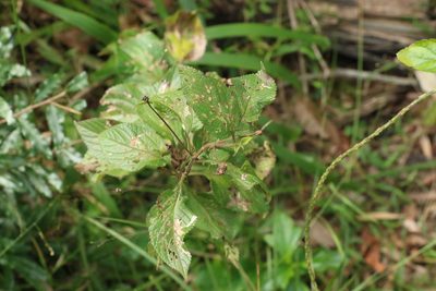 Lantana camara