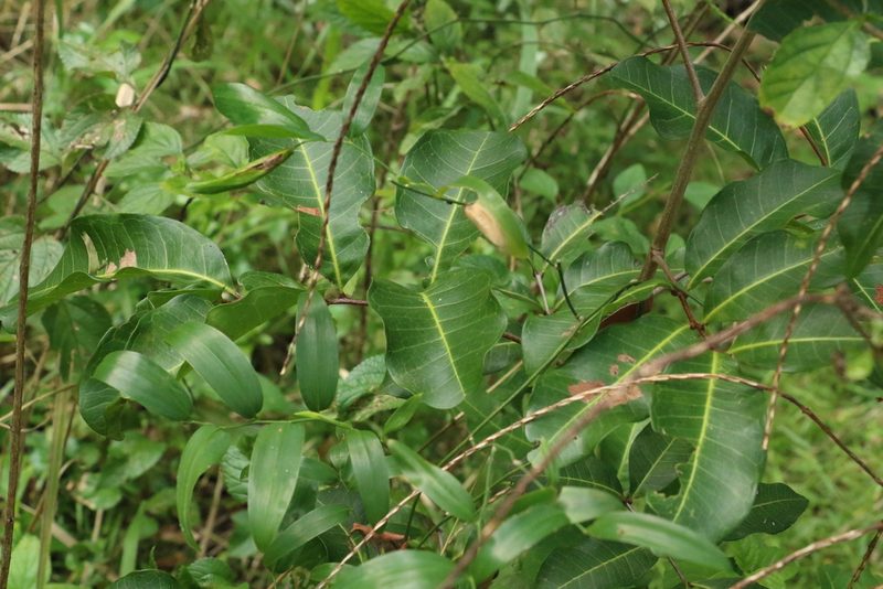 Cupaniopsis anacardioides, photographed by Greg Tasney