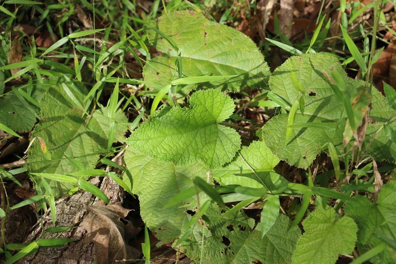 Rubus moluccanus, photographed by Greg Tasney